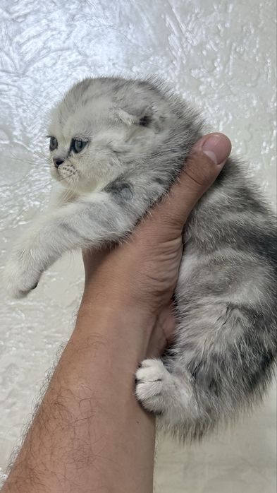 Котенок вислоухий котенок