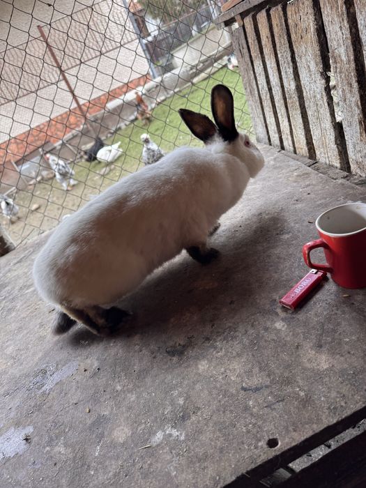 Продавам големи и малки зайци