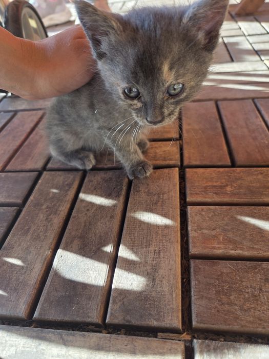 Подаряват се котенца