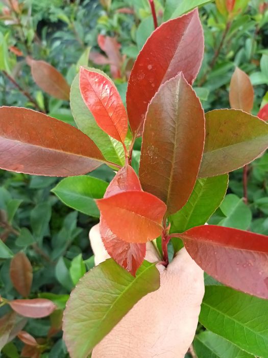 Photinia Red Robin ,gard viu