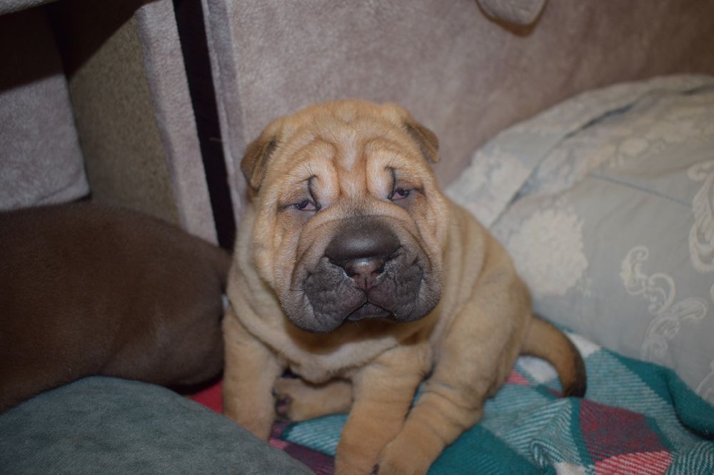 Продажа щенков шарпея