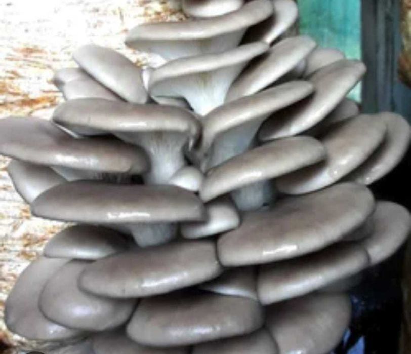 Compost ciuperci pleurotus