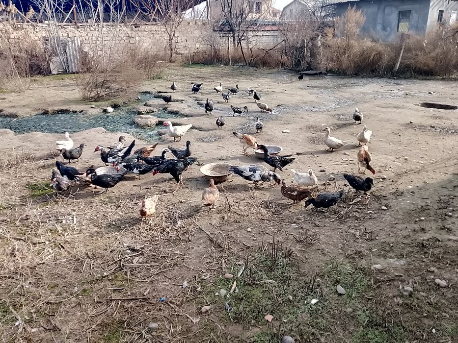 Индауткалар сотилади.