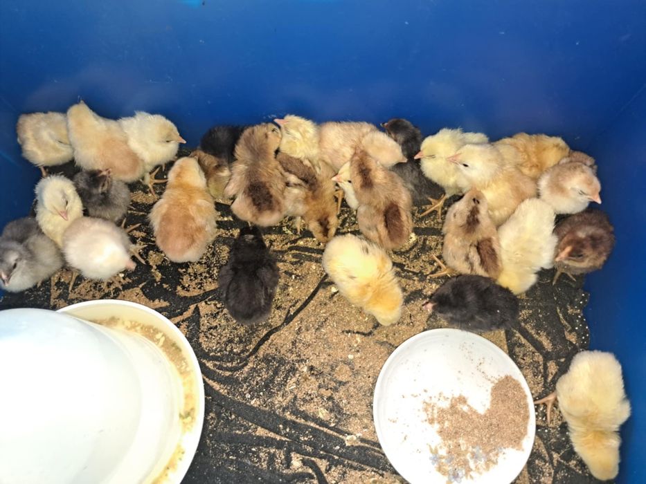 Vând 27 pui de oua verzi