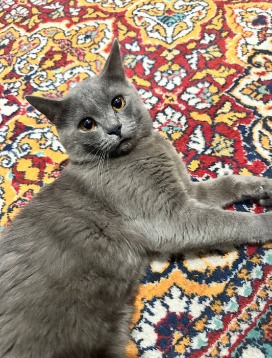 Sotiladi Termiz shaxar