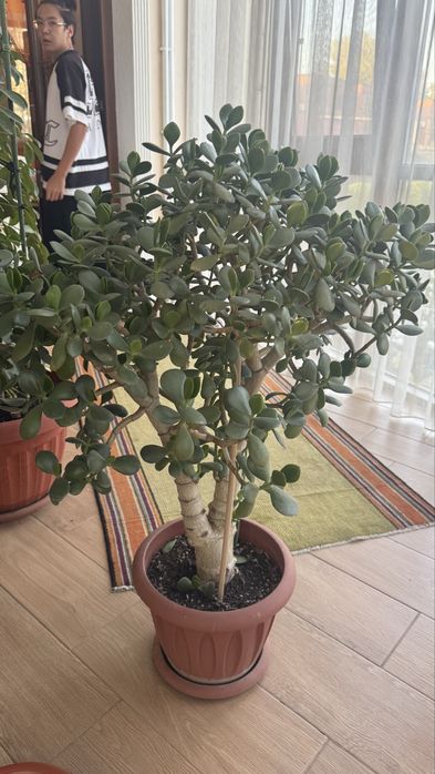 Растения комнатные