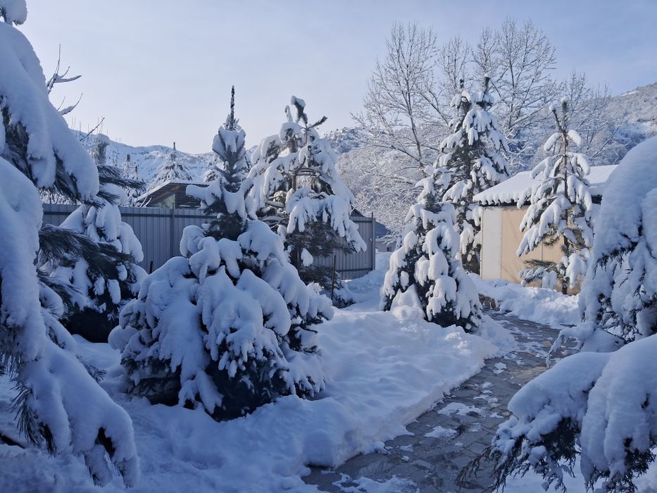 Чимган дача находиться горналыжным курорт Чимган