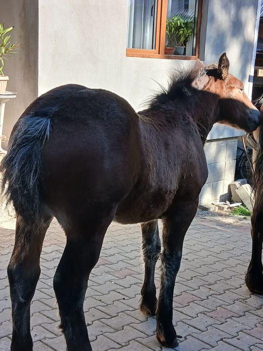 Vând mânz  de 4 luni