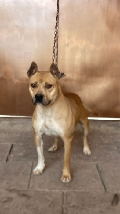 Pitbul sotiladi srochna qiz bola toza uyin qaroq kuchuk