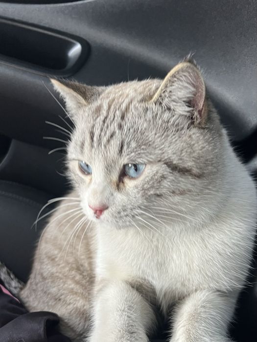 Отдам Кота в добрые руки