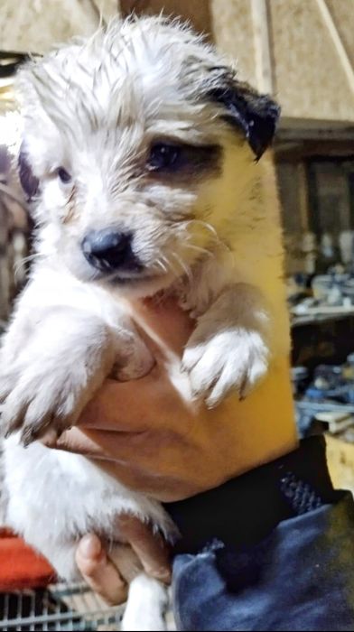 Щенки бесплатно .