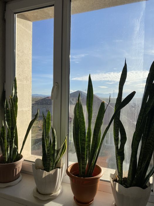 Үлкен сансеверия гүлдер сатылады