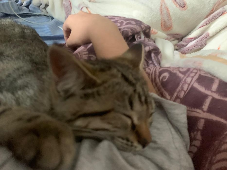 Домашний Котенок