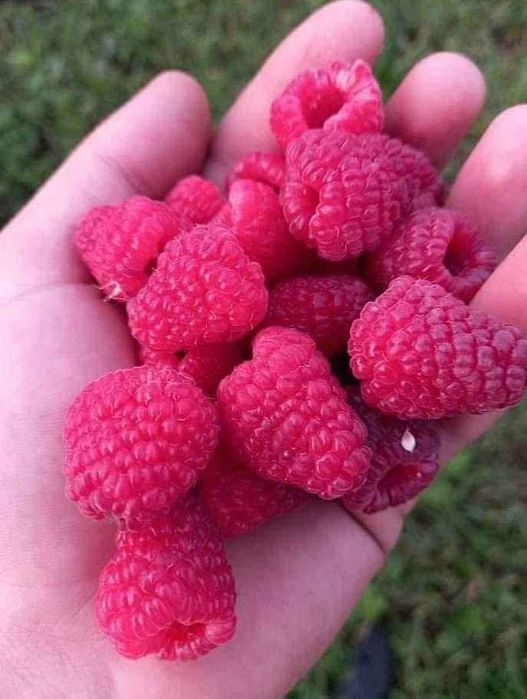 Качествен разсад ягоди и малини