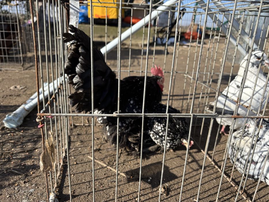 Pitice de rasa mature  craiova