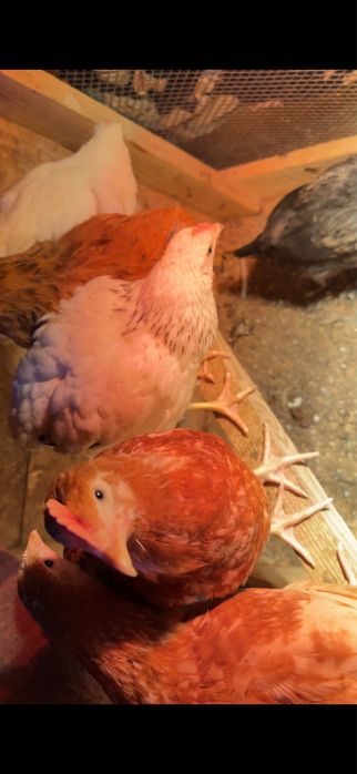 Балпандар 2-3 аилық 3000 тг