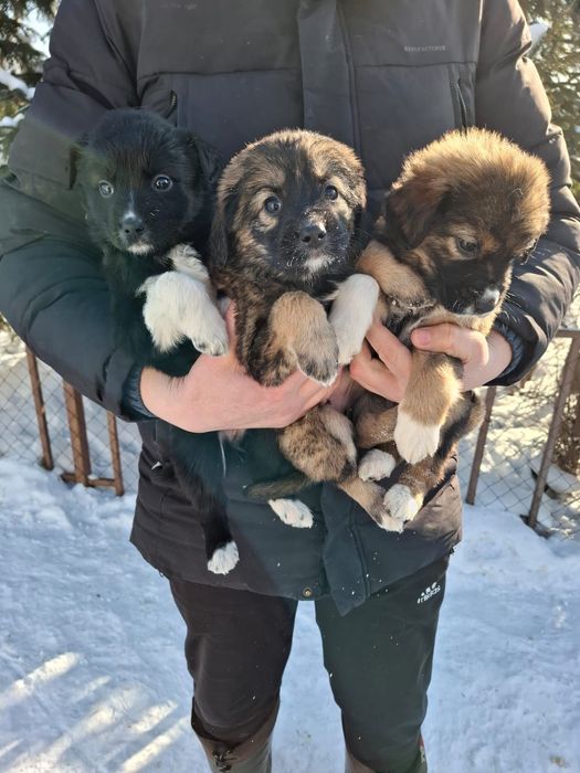 Отдадим щенят в хорошие руки