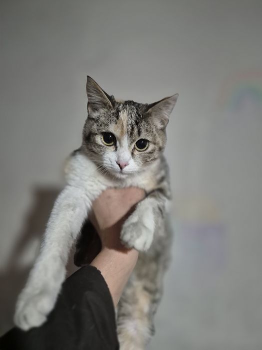 Отдам котят в хорошие руки