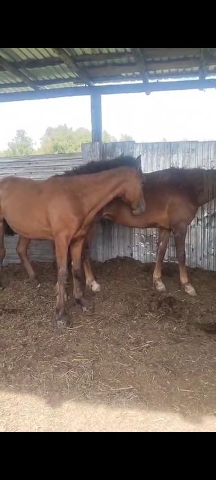Продам жеребчик Нова алтайская парода инаходец возрас 1,7 обучены верх