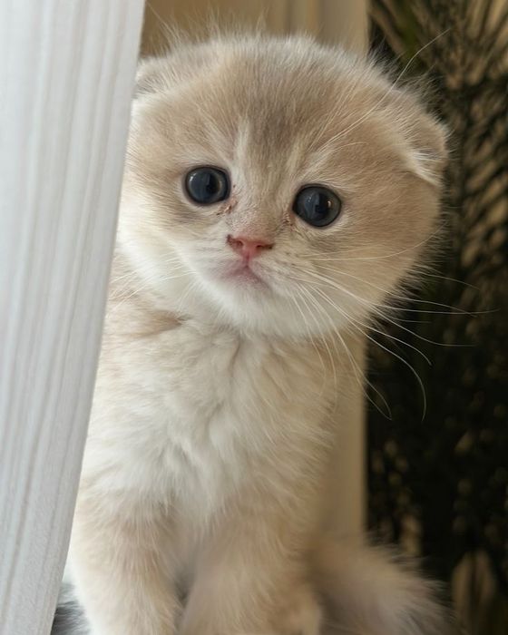 Продам шотландских котят