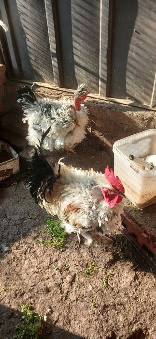 Мини кохин петлета и къдрави