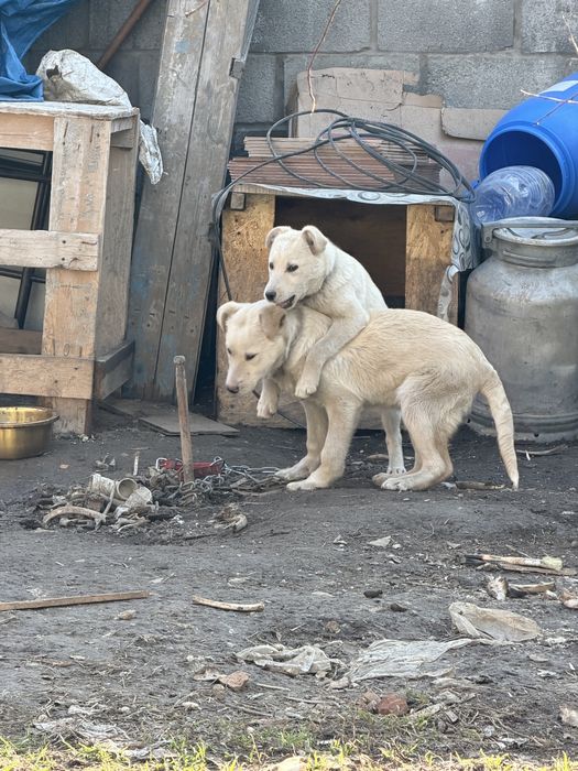 Щенок 5 месяцев оба