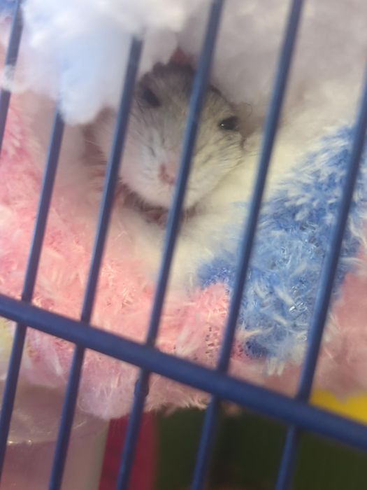 Doi Hamsteri pitici cu cușcă complet echipată și accesorii