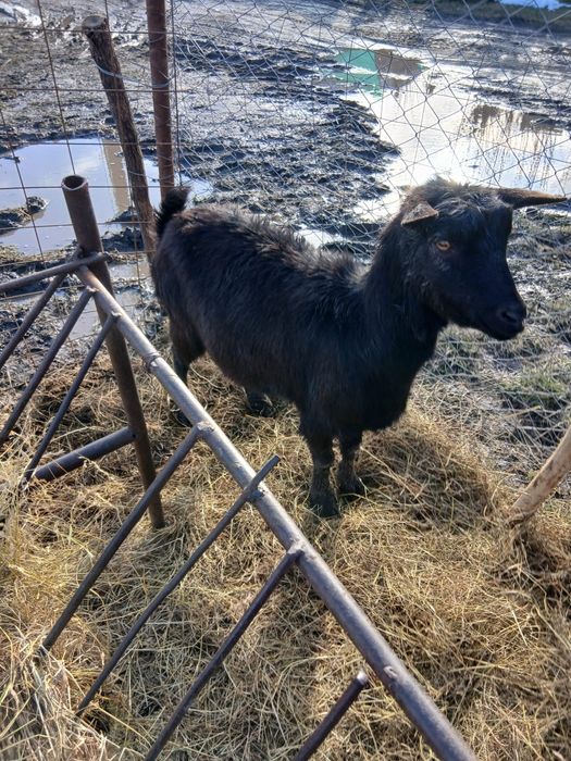 De Vânzare 4 capre una cu ied și 3 gestante