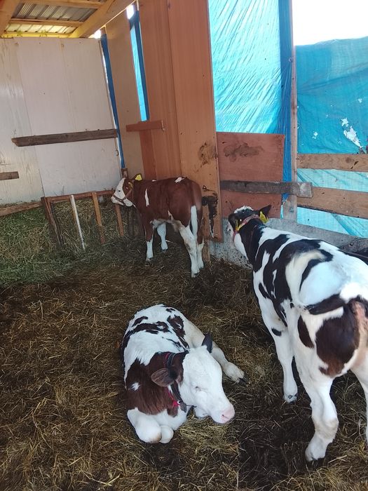 De vânzare 2 viței unul belgian și celălalt bălțat și o vițea belgiană