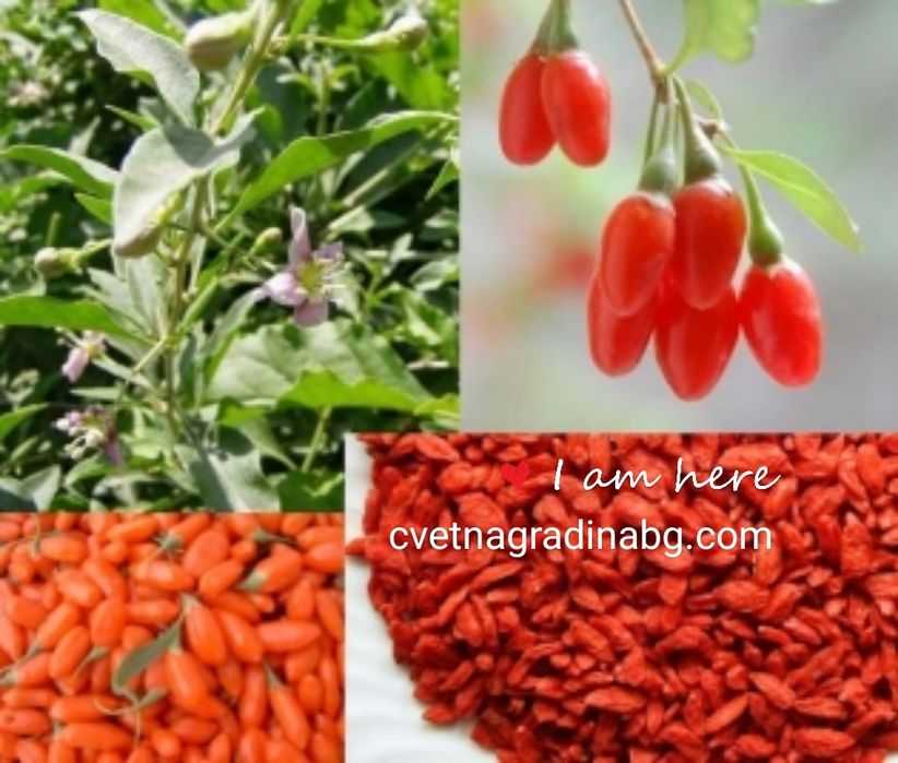 Годжи Бери - тибетска ягода