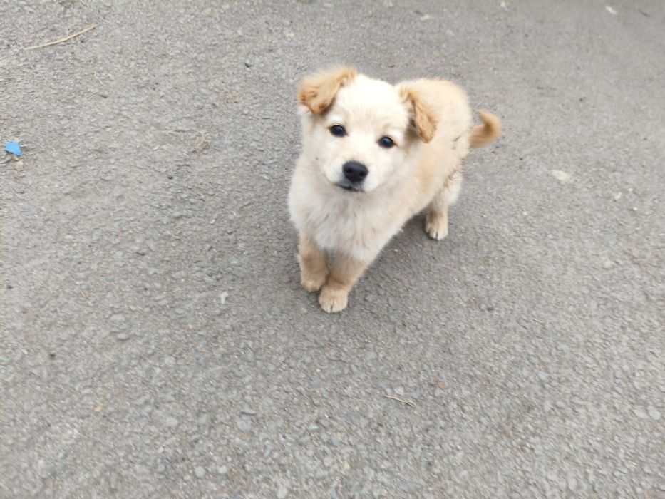 Отдам щинков дворняшки