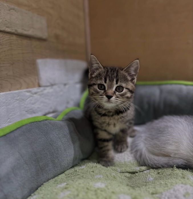 Шотладские  котята