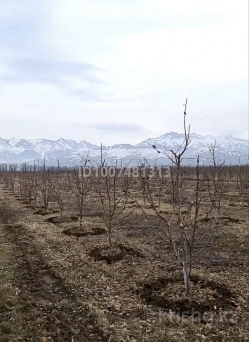 Продам сад яблоневый