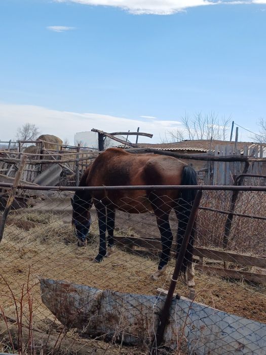 Бие сатылады 4жасар