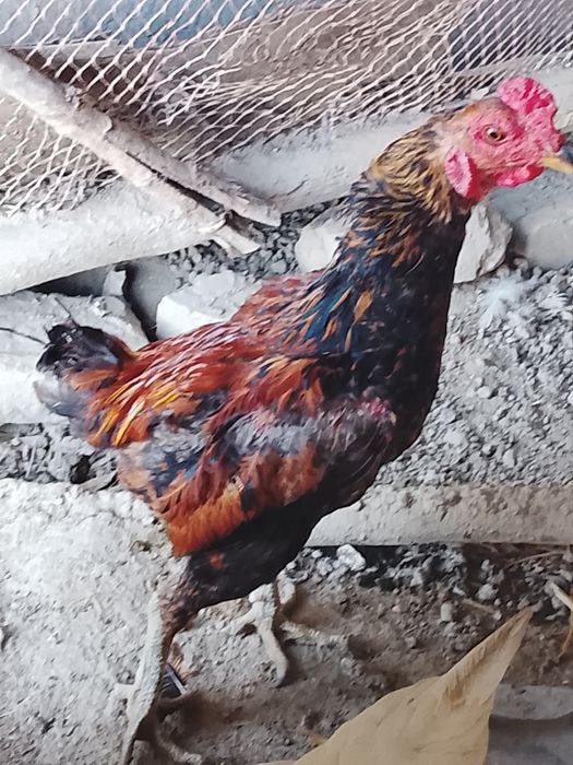 Xoroz sotiladi kulangi