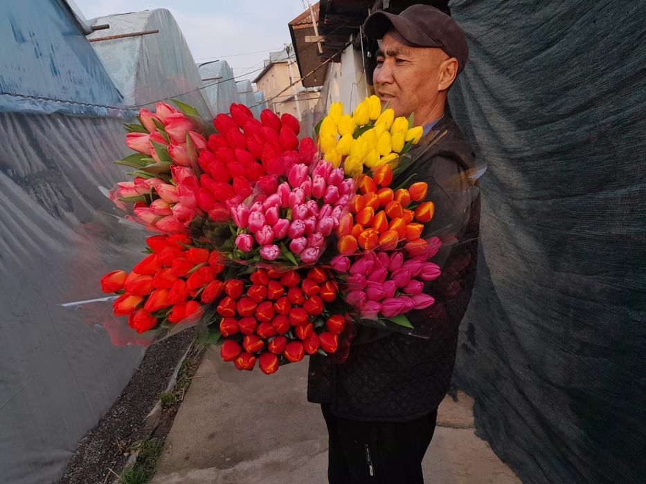 Тюльпаны крупные местные