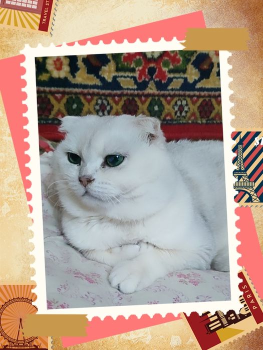 Вязка не продажа Кот серебристый шиншилла