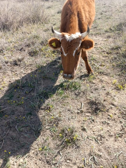 Бұзаулы сиыр 4жасар