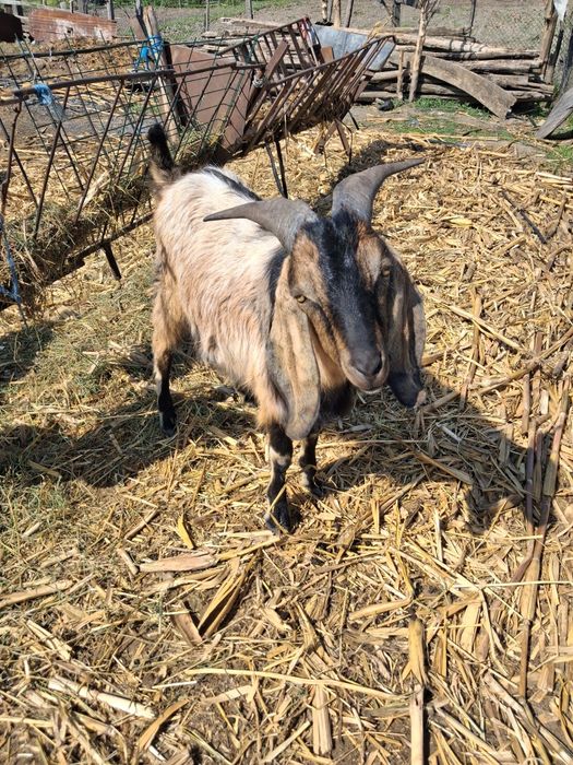 Tap anglo nubian schimb cu capra!