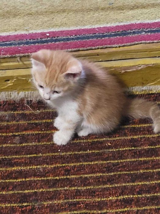 Котята в хорошие руки