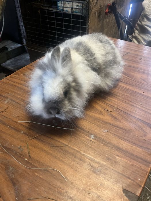 Femelă cap de leu rohn