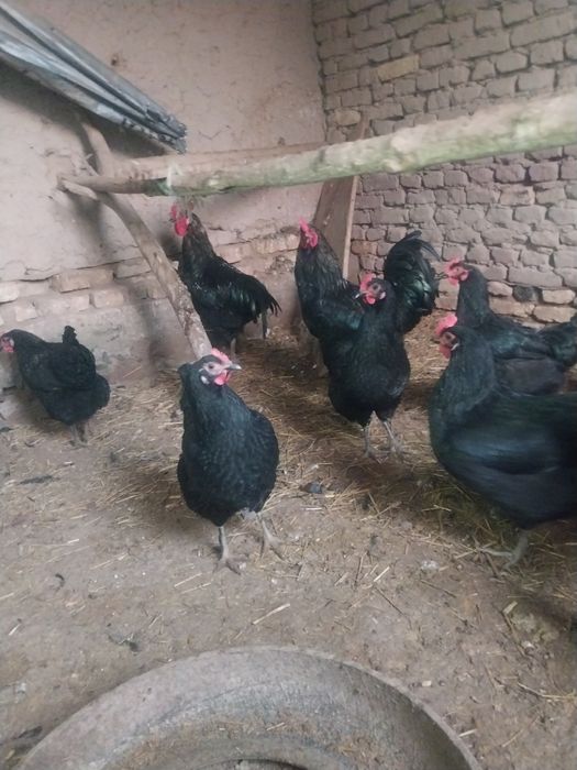 Кора шахзодалар хороз товуклар.