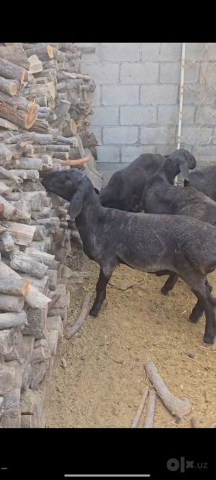 Qoʻzilar Sotiladi 4 oylik