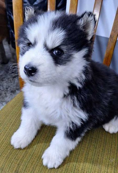 Щенята породы Хаски