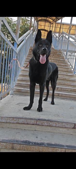 Вязка восточной Европейской овчарки