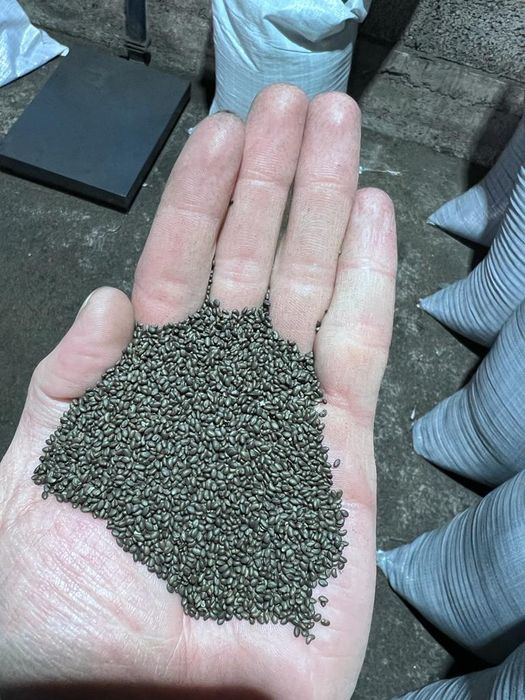 Продам семена луцерны сорт Байшешек