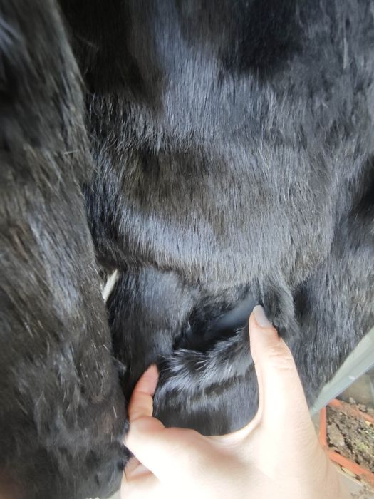 Haină scurtă de blană neagră, iepure, mărimea 38