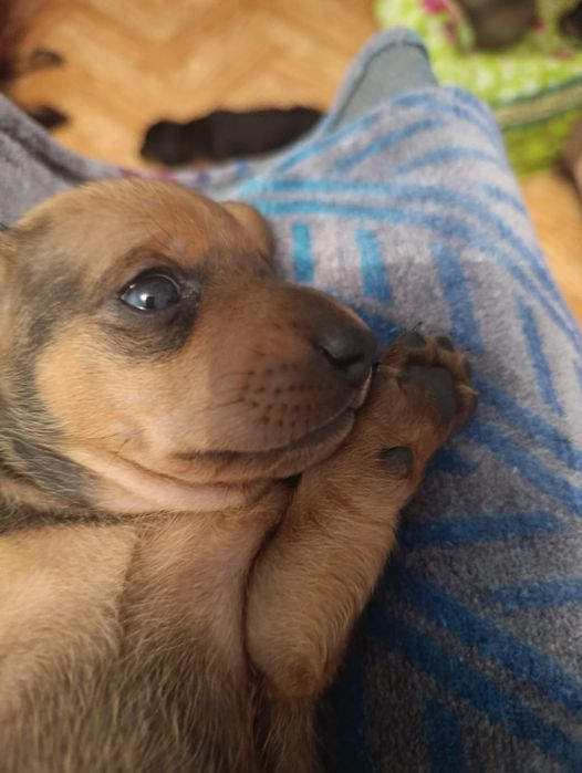 Продаю!Щенки таксы!