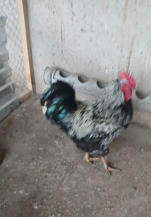 Петух джерсийский гигант