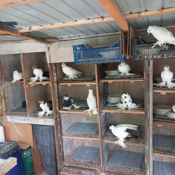 Porumbei uriasi maghiari tineret 2025